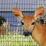 photos of Stainless Steel Fencing Staples