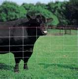 images of Steel Fencing Cattle