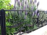 Steel Fencing For Gardens