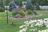 Steel Fencing Dog pictures