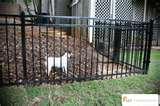 Steel Fencing Dog pictures