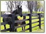 Steel Fences For Horses pictures