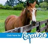images of Steel Fencing Equine