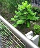 Steel Fencing Observer photos