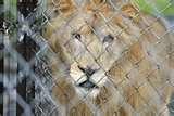 Steel Fencing Observer photos