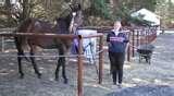 Steel Fences Equestrian pictures