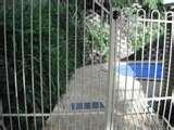photos of Steel Fencing Brisbane