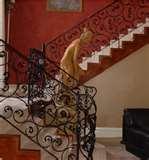 Steel Fences Gates Wrought Iron pictures