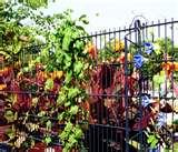 Steel Fences And Gates pictures