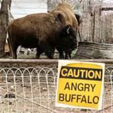 images of Steel Fence Buffalo