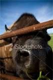 pictures of Steel Fence Buffalo