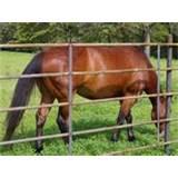 Steel Fence Buffalo images