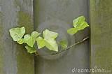Images of Steel Fence Ivy